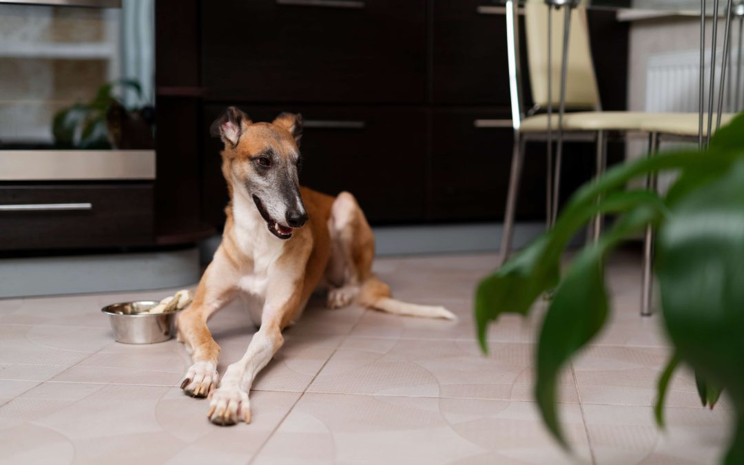 Alquiler con mascotas en Barcelona: límites, cláusulas y conflictos habituales